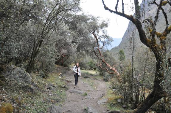 Atravessando bosque no último dia do trekking Santa Cruz, na Cordillera Blanca, região de Huaraz - Peru